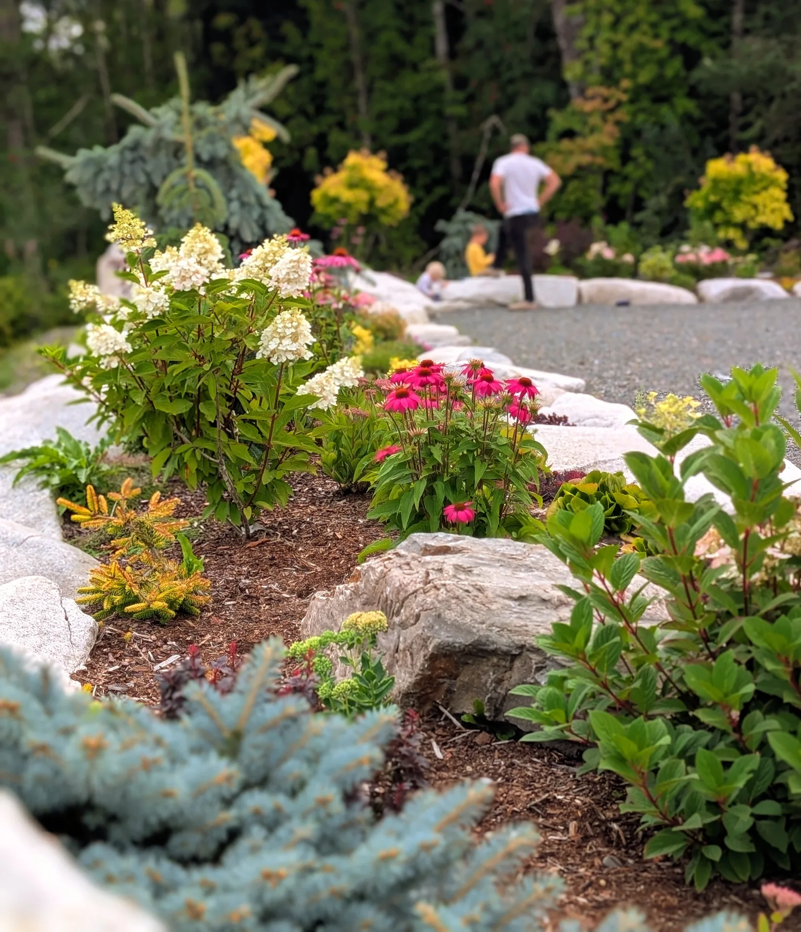 A long bed of pink echinacea, white hydrangea and golden shrubs edged in white boulders