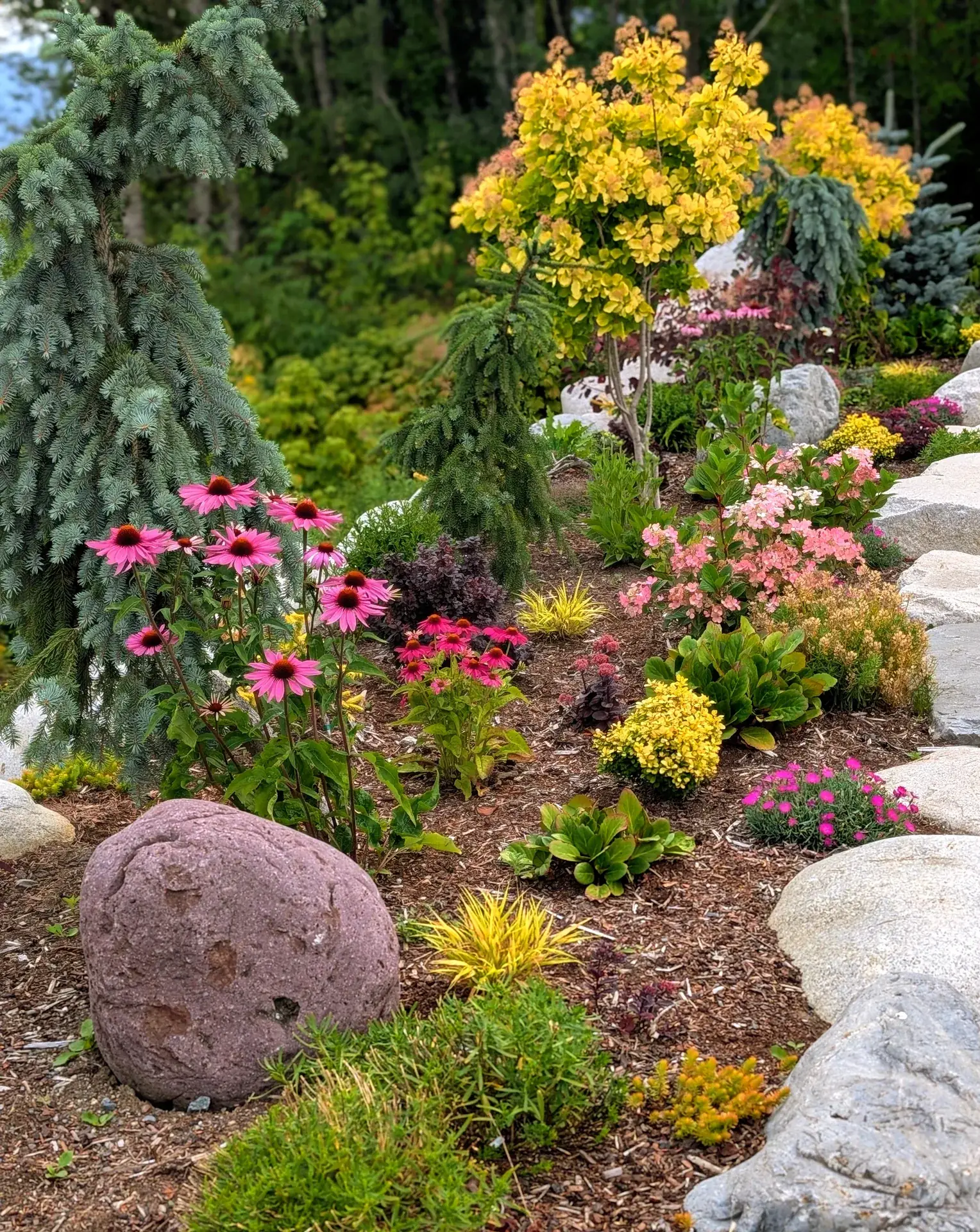 A boulder-edged bed with echinacea, sedums and a purple feature boulder