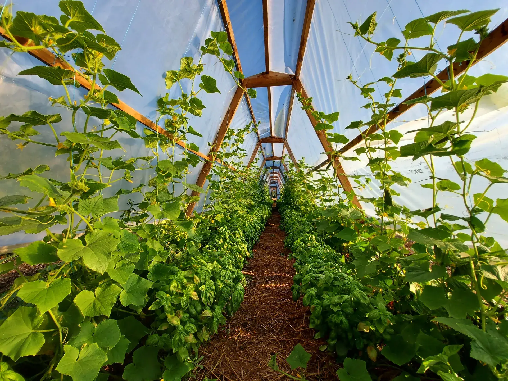 Cucumber vines climbing the triangular cedar greenhouse in evening light