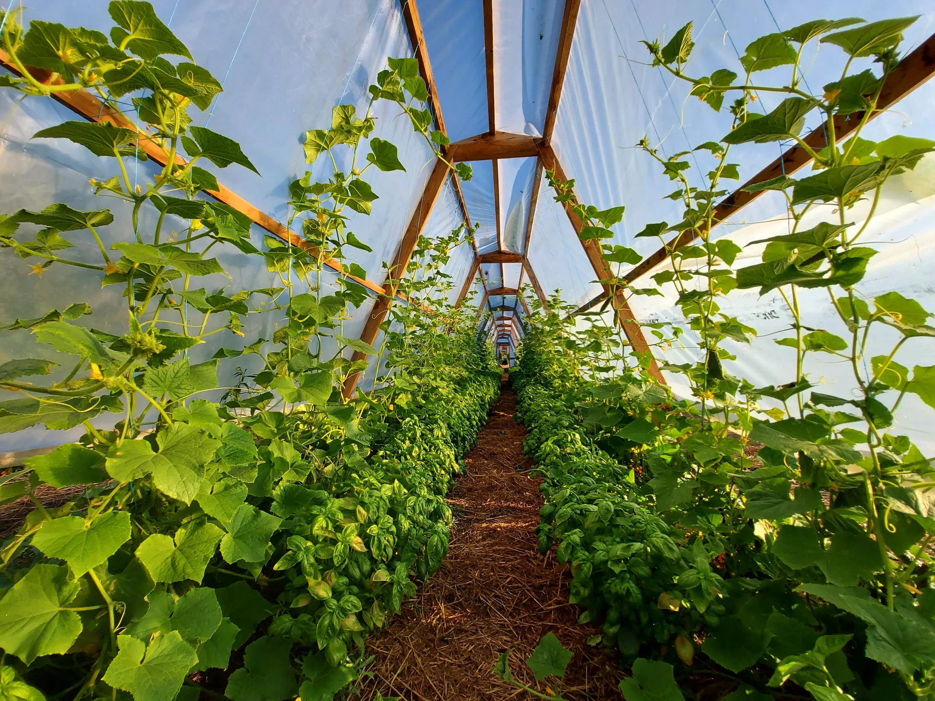 Cucumber vines climbing the triangular cedar greenhouse in evening light