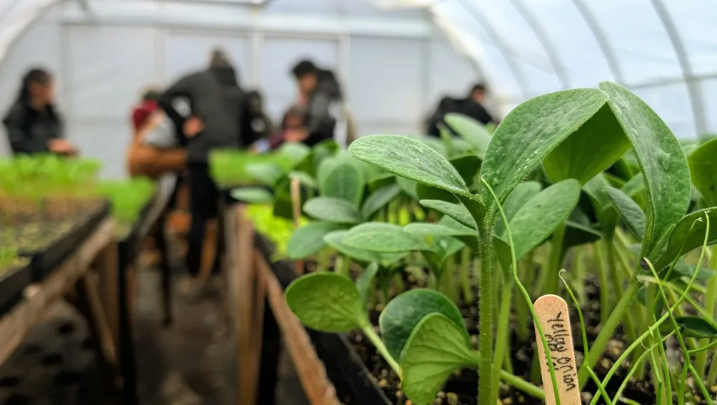 Cucumber seedlings in trays in the foreground with students working along the greenhouse benches