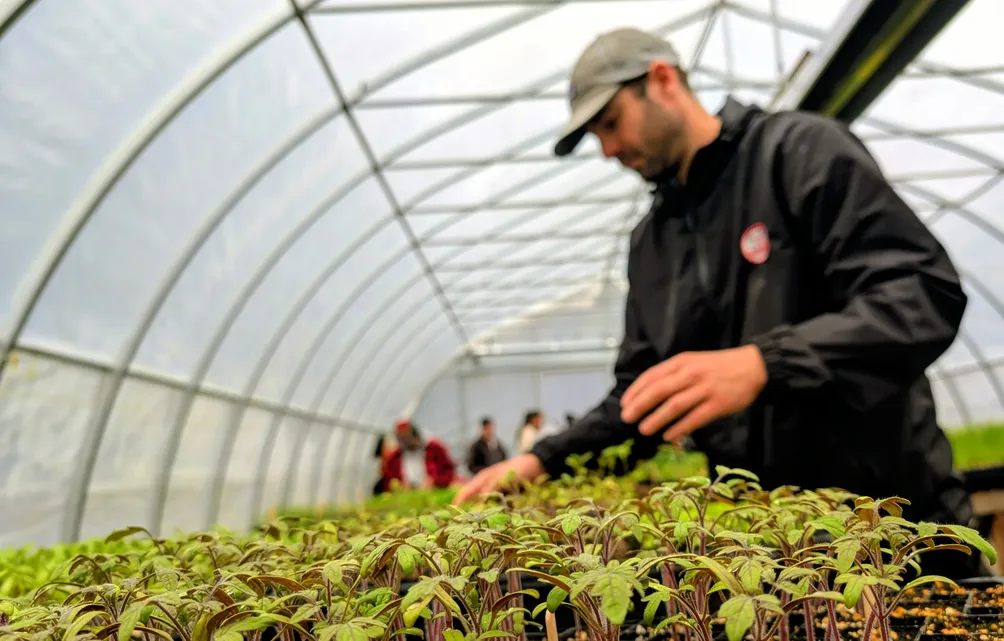 Wesley leaning over benches of tomato seedlings in the greenhouse with students working behind