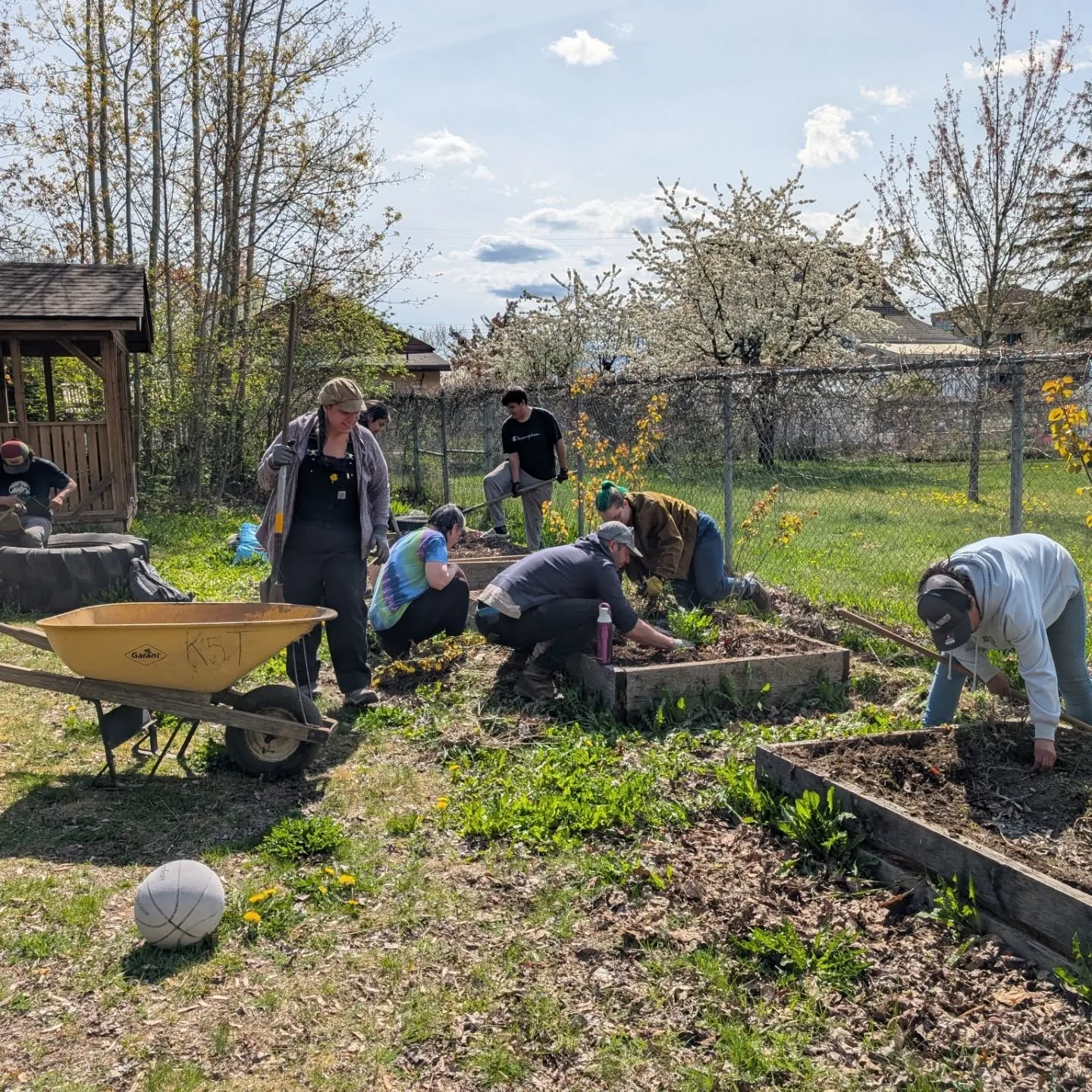 A crew clearing overgrown raised garden beds in a fenced yard with a wheelbarrow