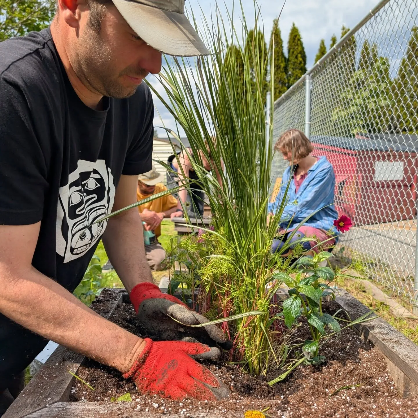 Wesley planting grasses into a wooden planter by the fence