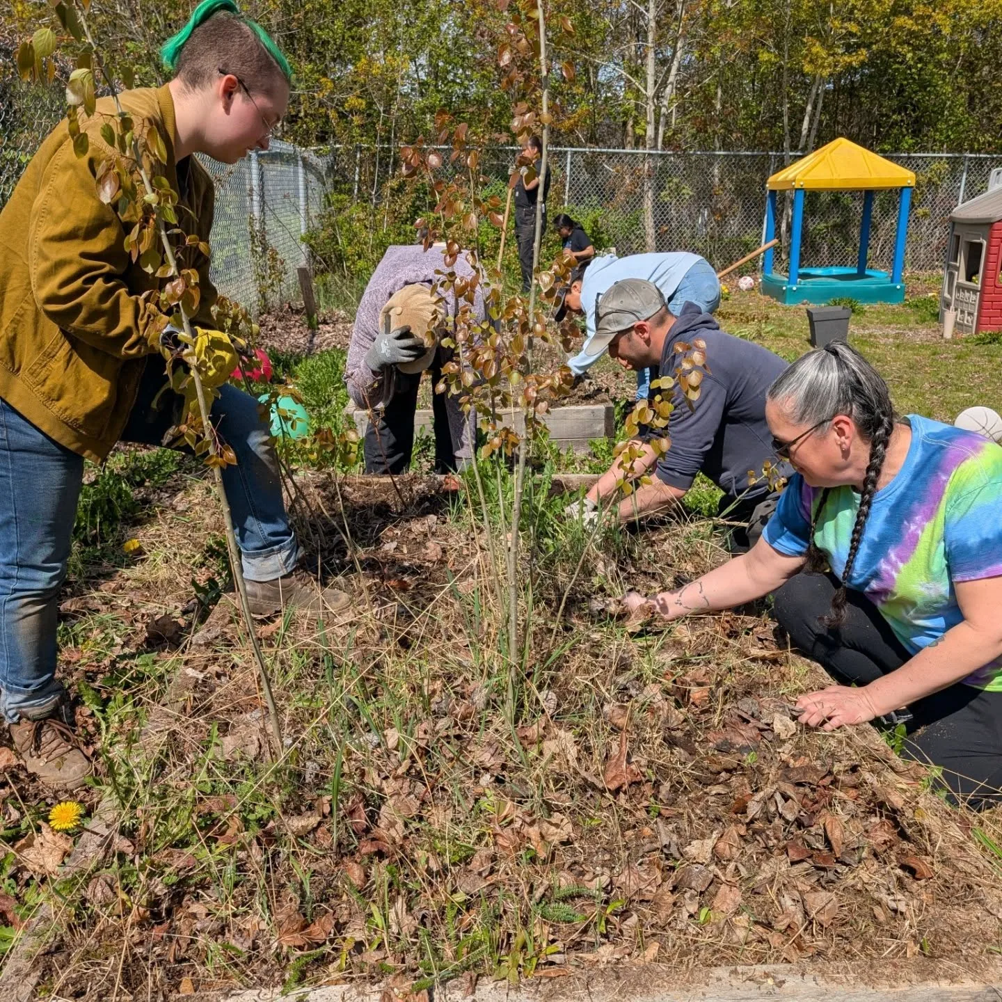 Community members and students planting a young tree into a mounded bed