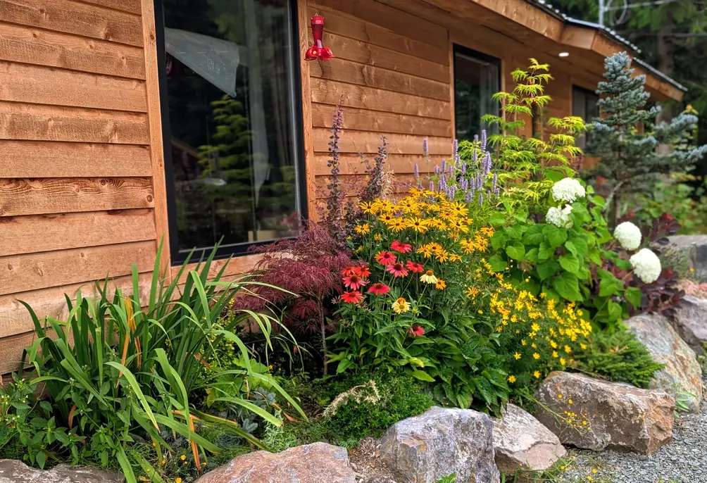 A grown-in bed of rudbeckia, hydrangea and grasses against the cedar house, a hummingbird feeder at the window