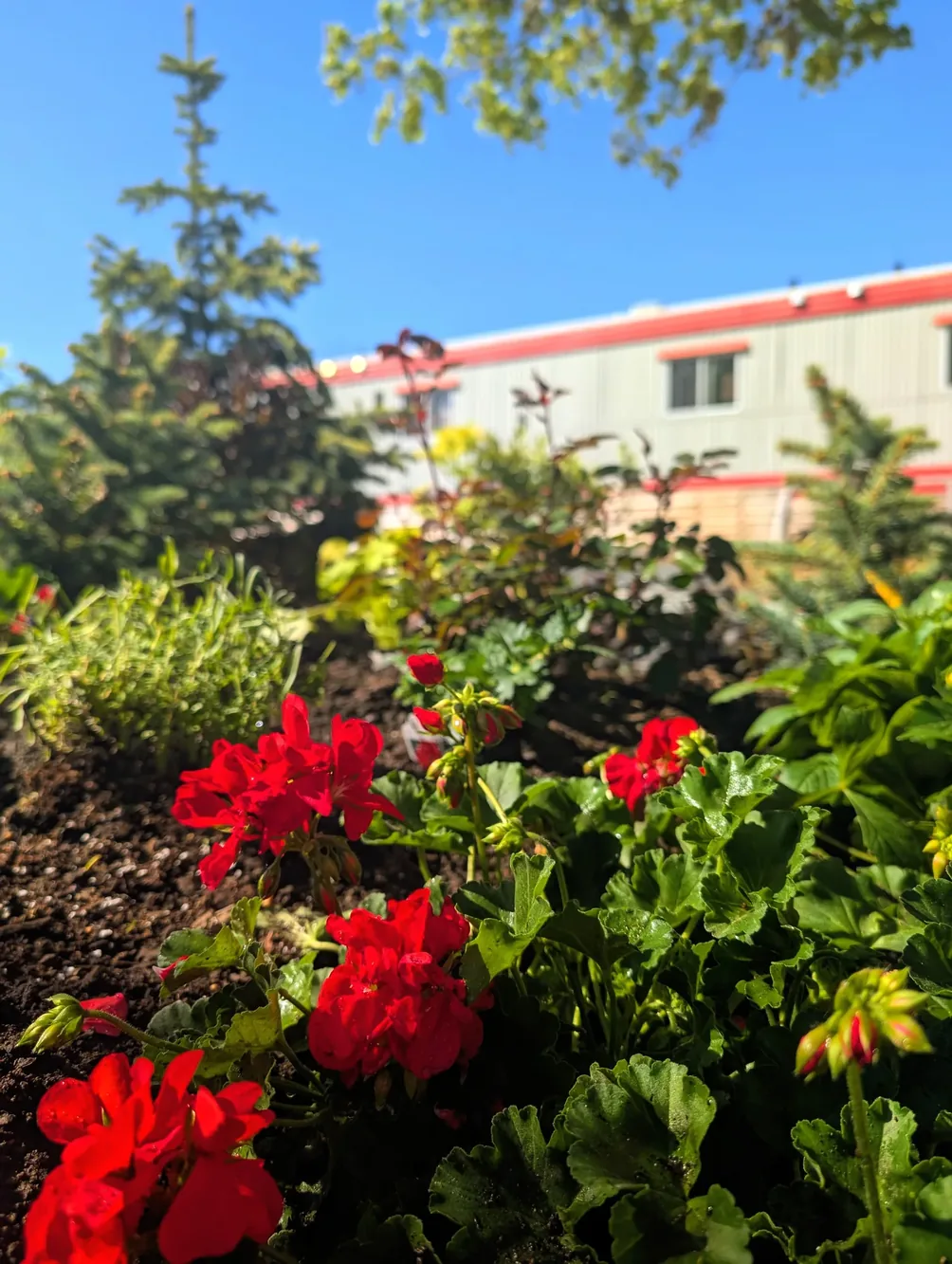 A bed of red geraniums in front of the village dormitory building
