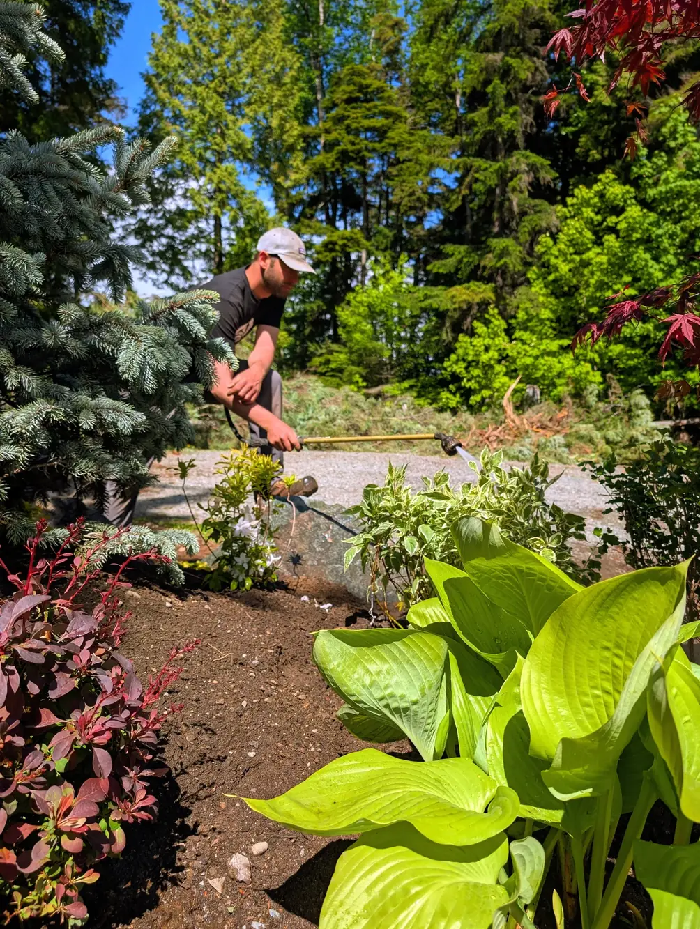 Wesley planting hostas and perennials into the new bed