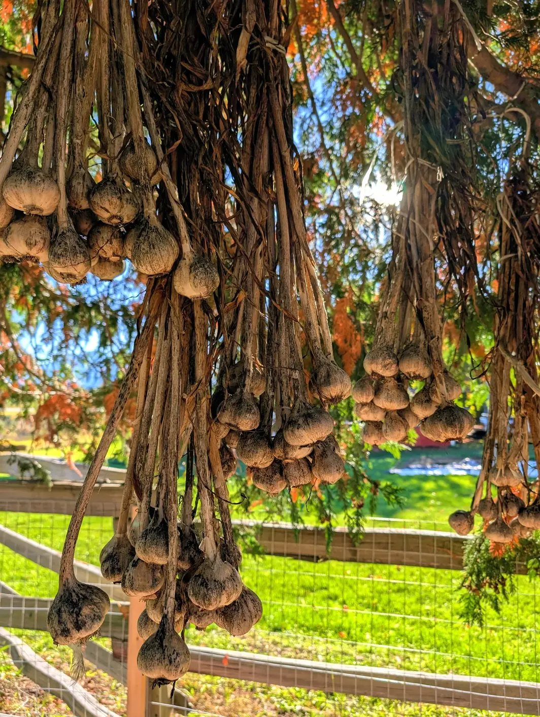 Garlic hanging in bunches to cure over a fence line