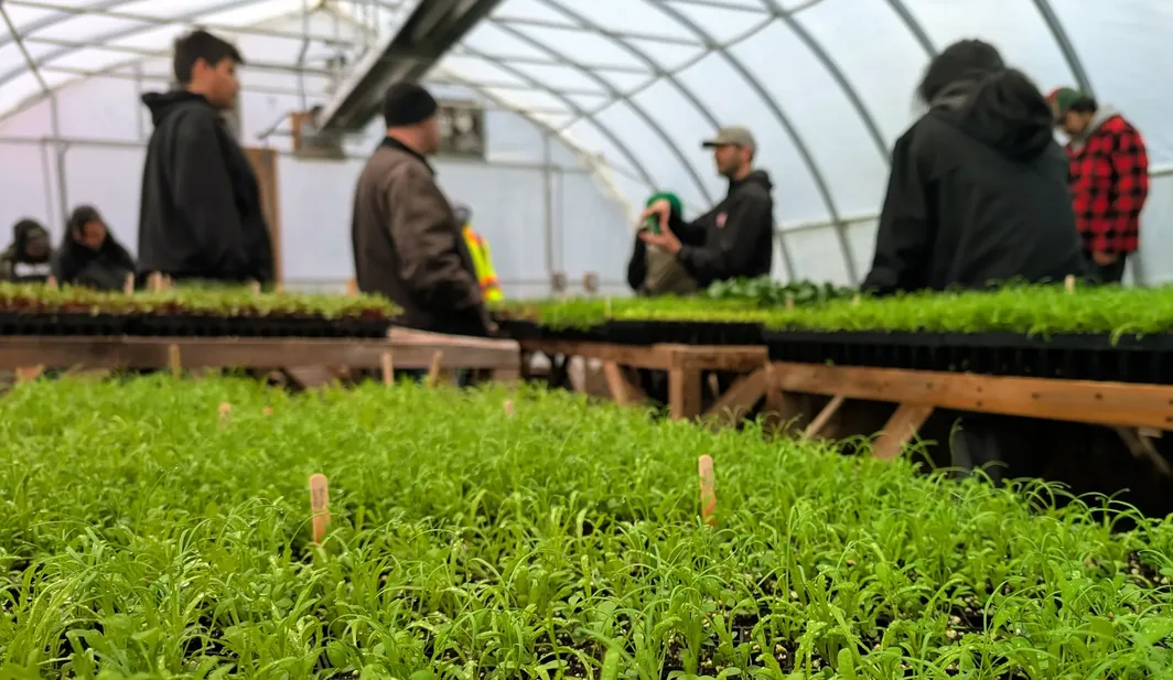 Students working along benches of seedling trays in the teaching greenhouse