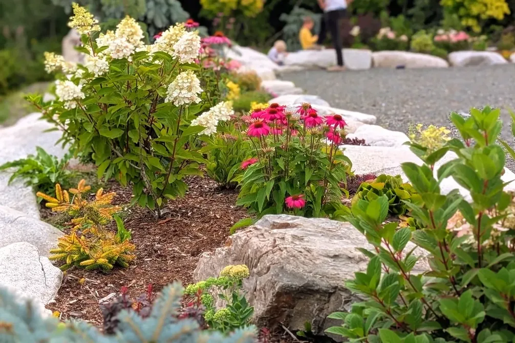 Echinacea in bloom in a boulder-edged bed at the Terrace entrance
