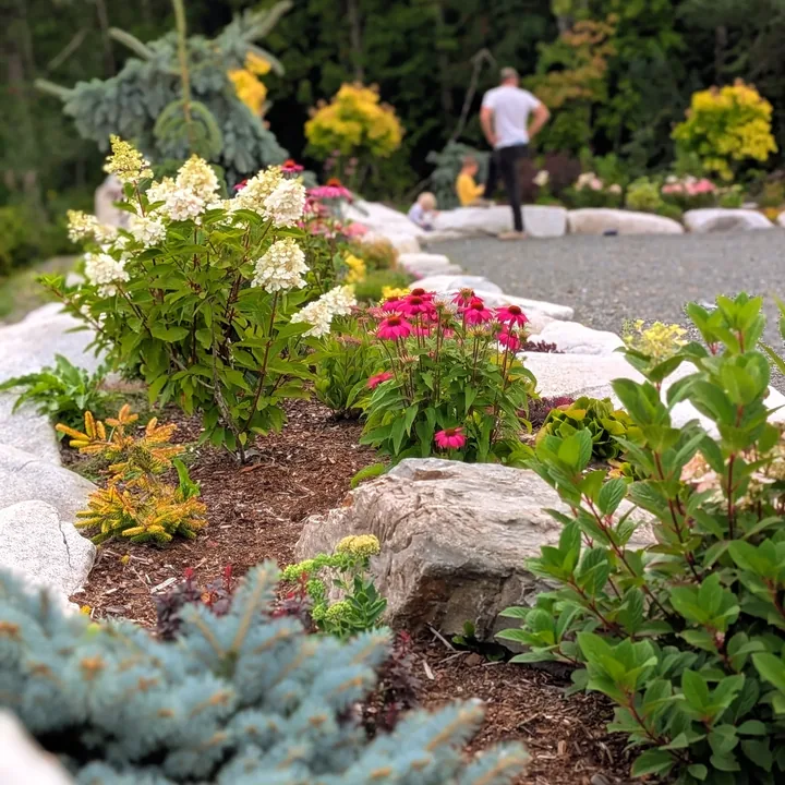 Echinacea in bloom in a boulder-edged bed at the Terrace entrance