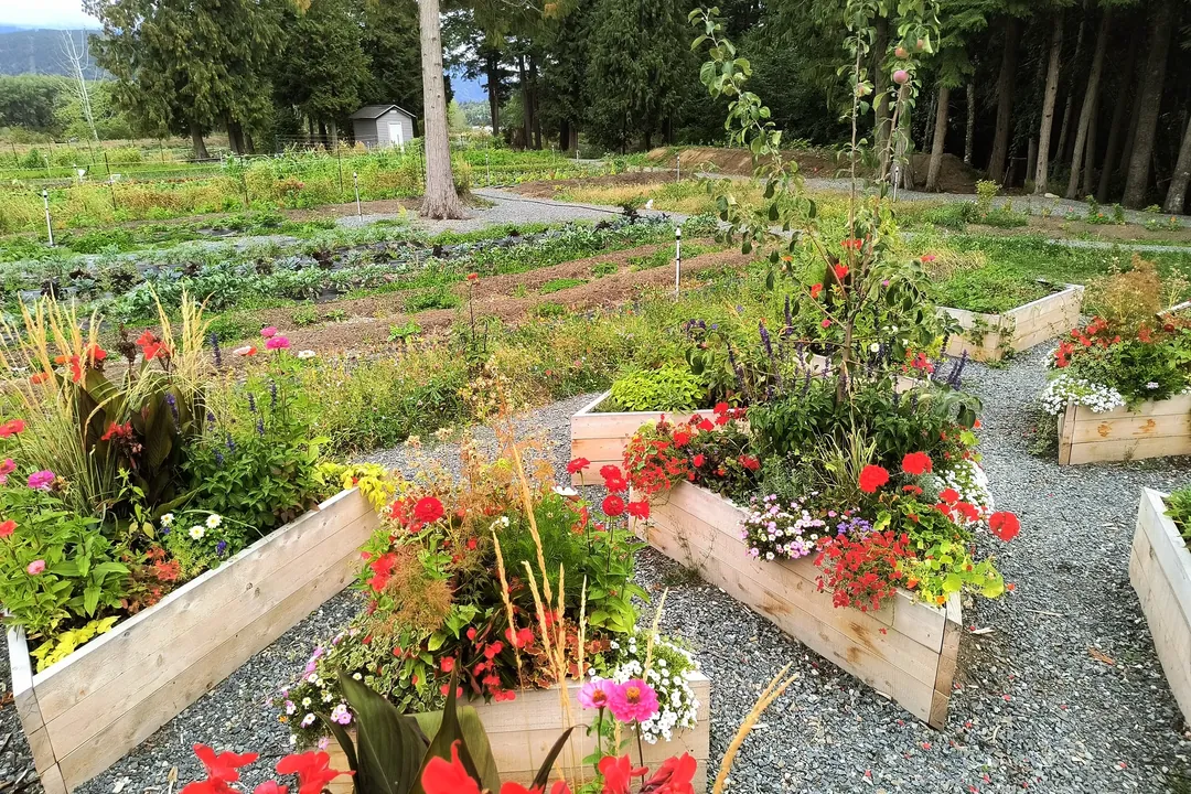 Finished cedar raised beds in flower with gravel paths on the K5T community farm