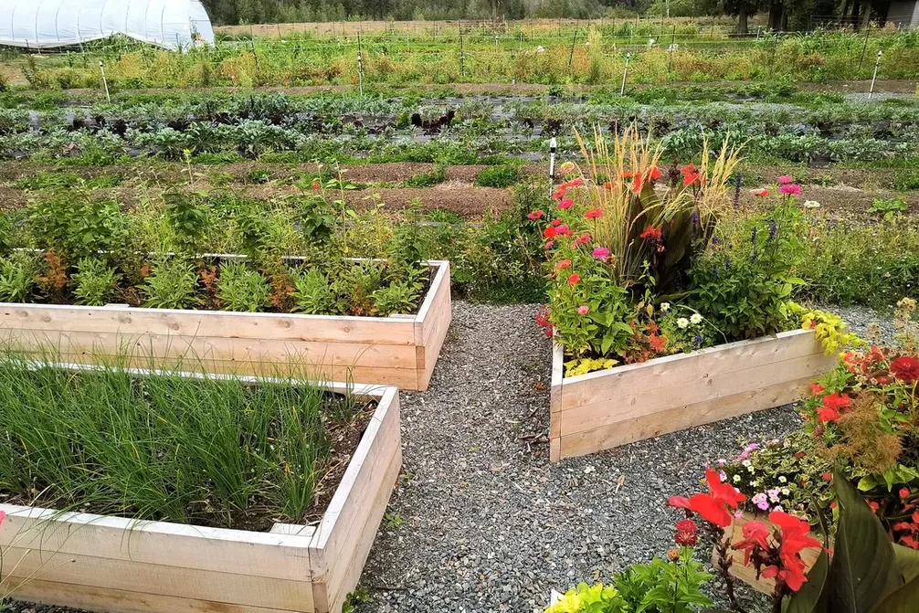 Finished cedar raised beds and gravel paths on the K5T community farm