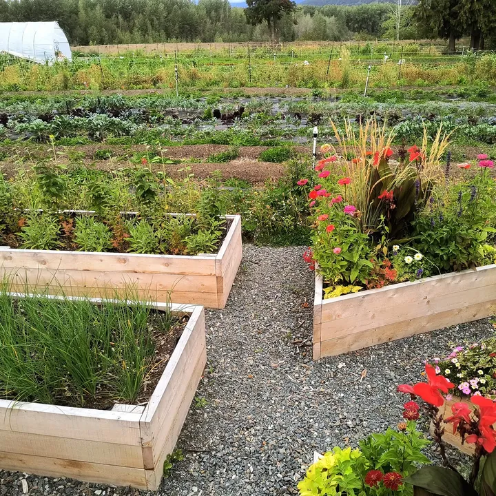 Finished cedar raised beds and gravel paths on the K5T community farm