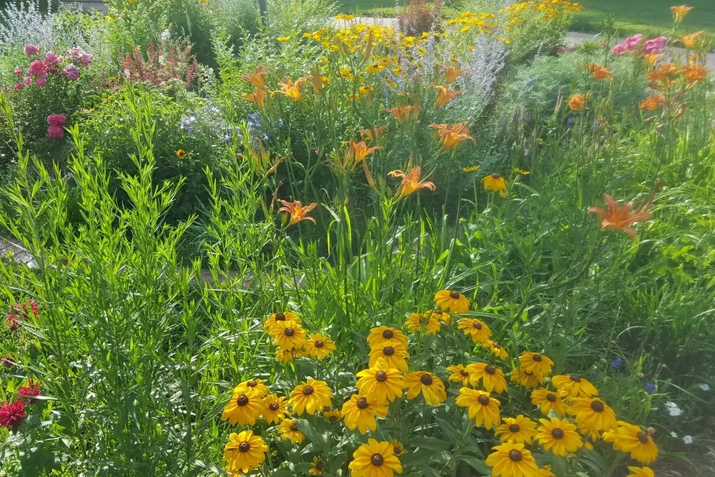 A perennial border in high summer, from the photo gallery