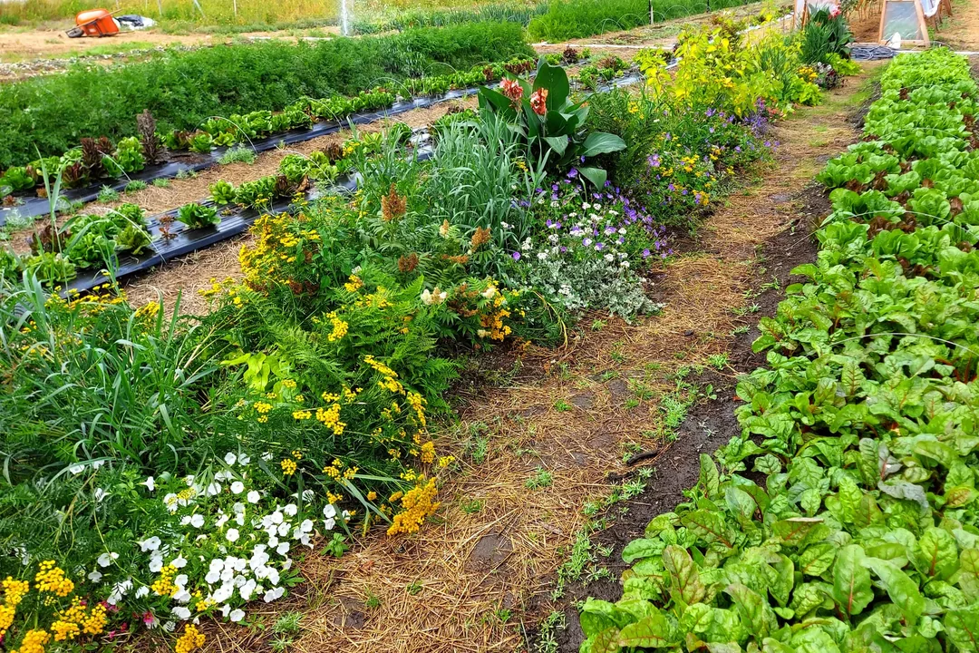 Market garden rows in flower at Mount Layton farm