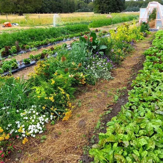 Market garden rows in flower at Mount Layton farm