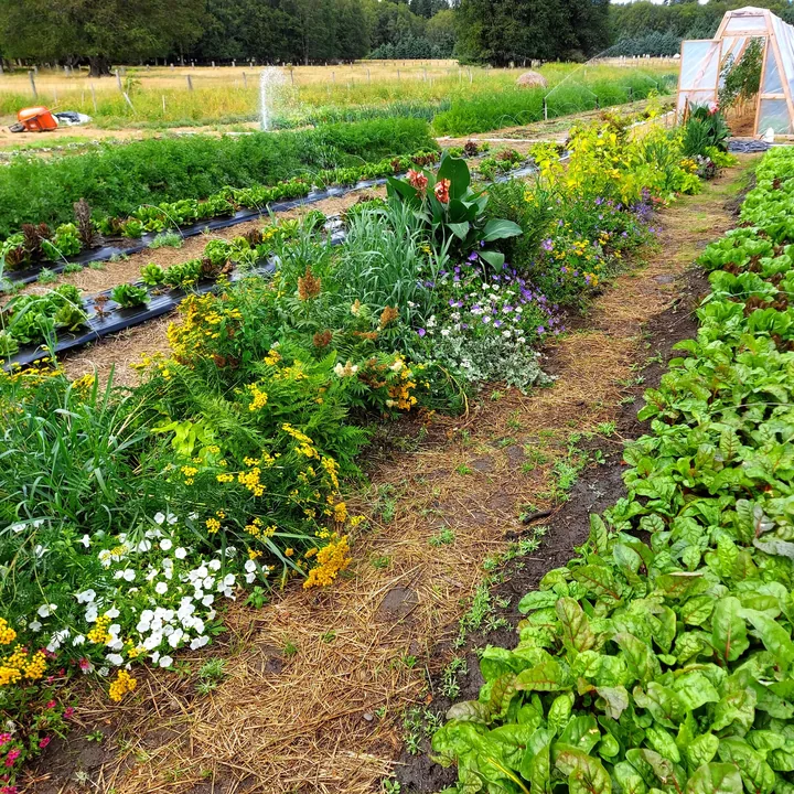 Market garden rows in flower at Mount Layton farm
