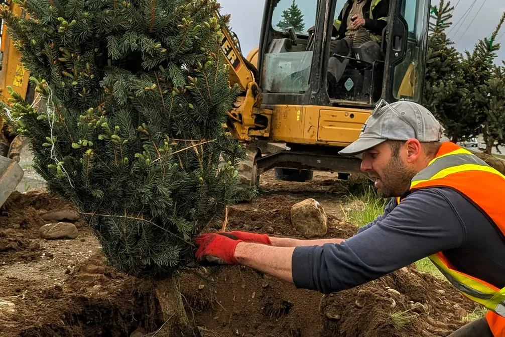A blue spruce being planted with an excavator on Greig Avenue