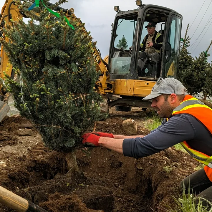 A blue spruce being planted with an excavator on Greig Avenue
